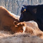 New wheat varieties promise higher yields