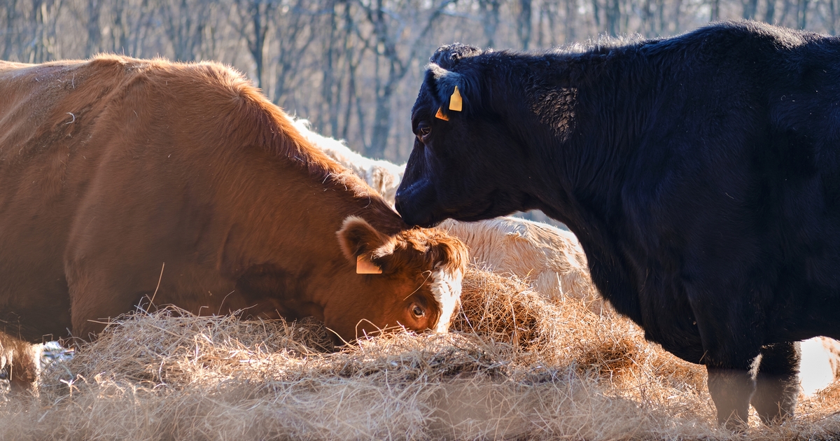 Workshops to explore winter feeding basics for cows