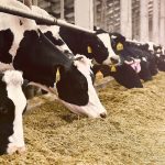 Study to examine cattle viral transmission during commingling