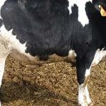 Higher inputs and interest rates impacting cow costs