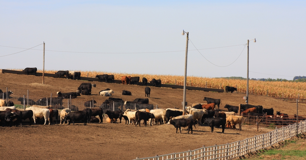 Selling continues even as cattle markets retreat