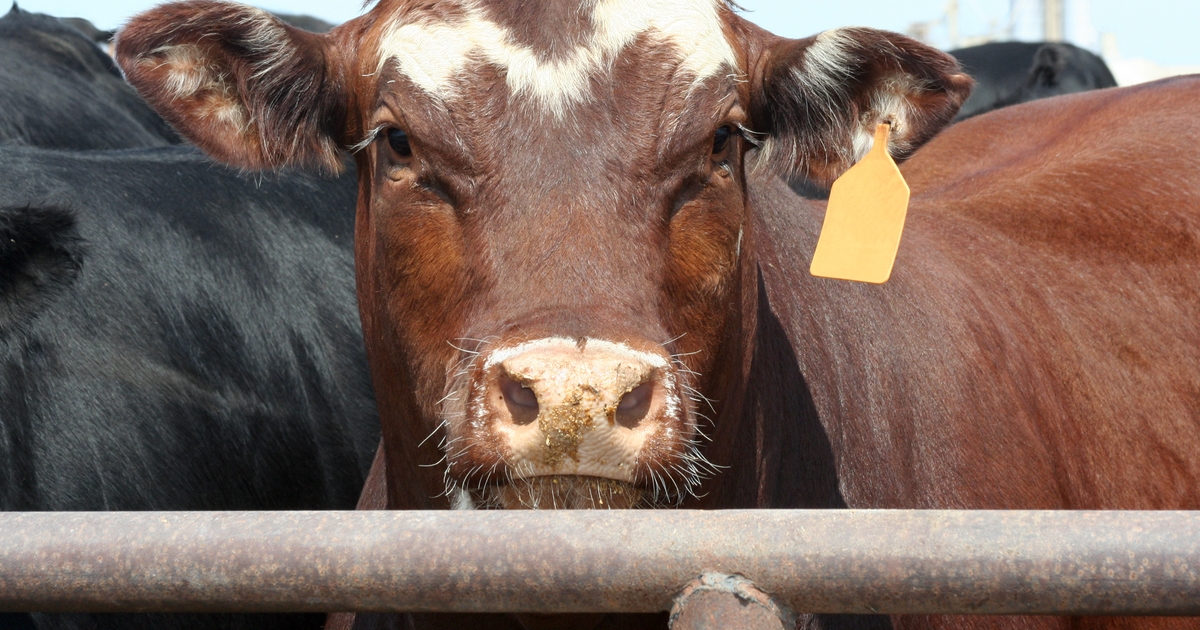 Effects of steam-flaked corn, WDGS on finishing beef steers