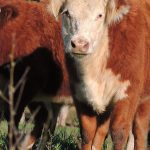 USRSB announces Grazing Management Plan Development Module