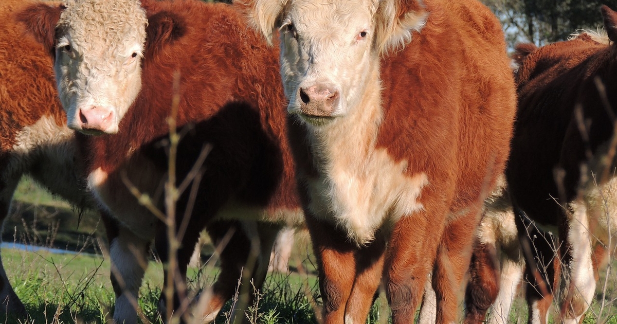 Tennessee beef cattle operations host Mexican buyers