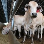 Cattle exports to Indonesia and Vietnam show improvement