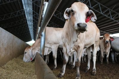 Legislation passes to establish Inspector-General of Animal Welfare and Live Animal Exports