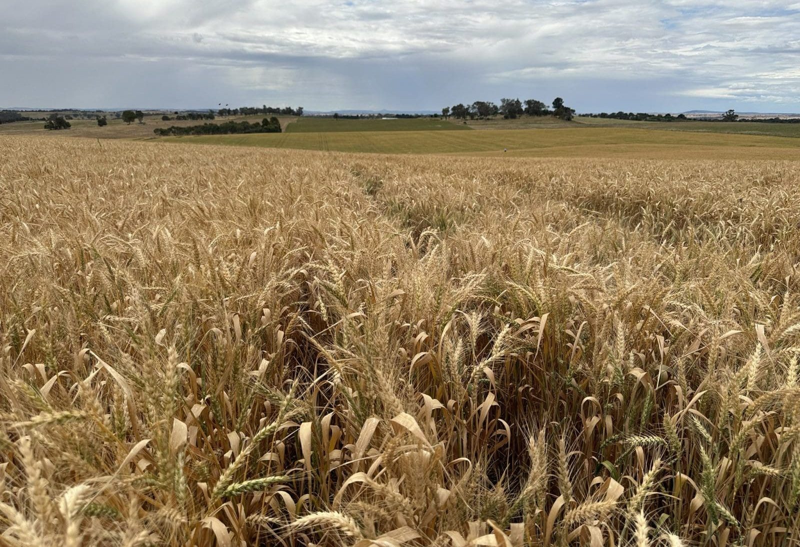 Feedgrain Focus: Small tonnage limits new-crop sales