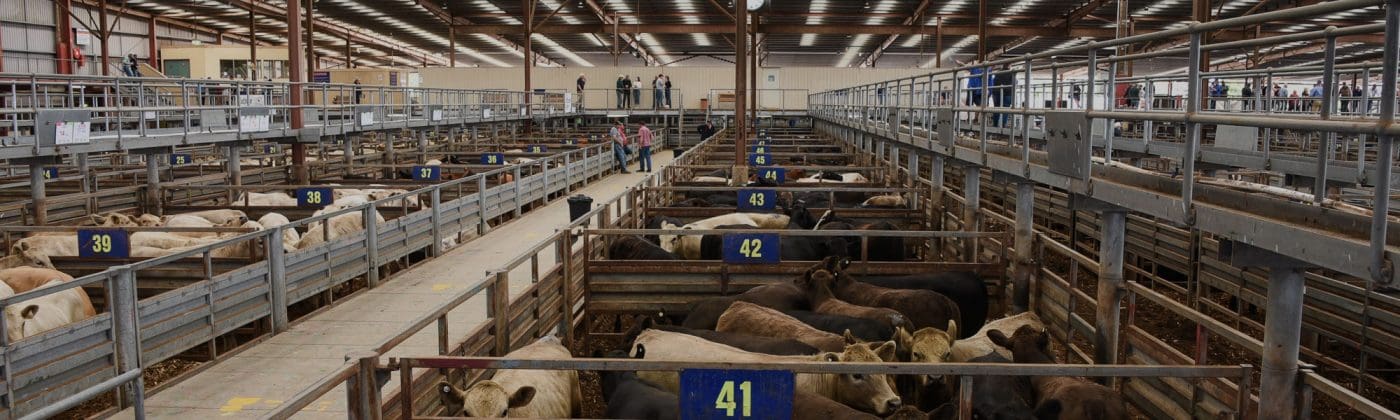 Large Victorian cattle saleyard to close mid-2024