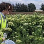 'Tis not the same season as last for pine tree growers