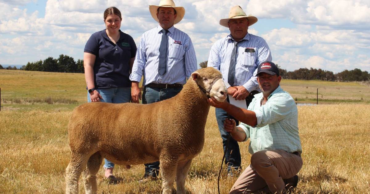 Near full clearance at Andbo ram sale