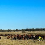 Container freight price hike comes under attack from grower groups | North Queensland Register