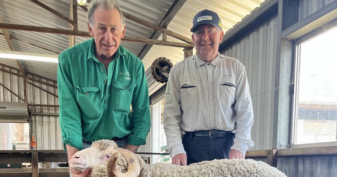 Super fine wool type rams sought after at Pomanara Merino sale