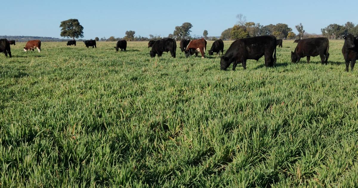 Improving pasture legume content the highest priority