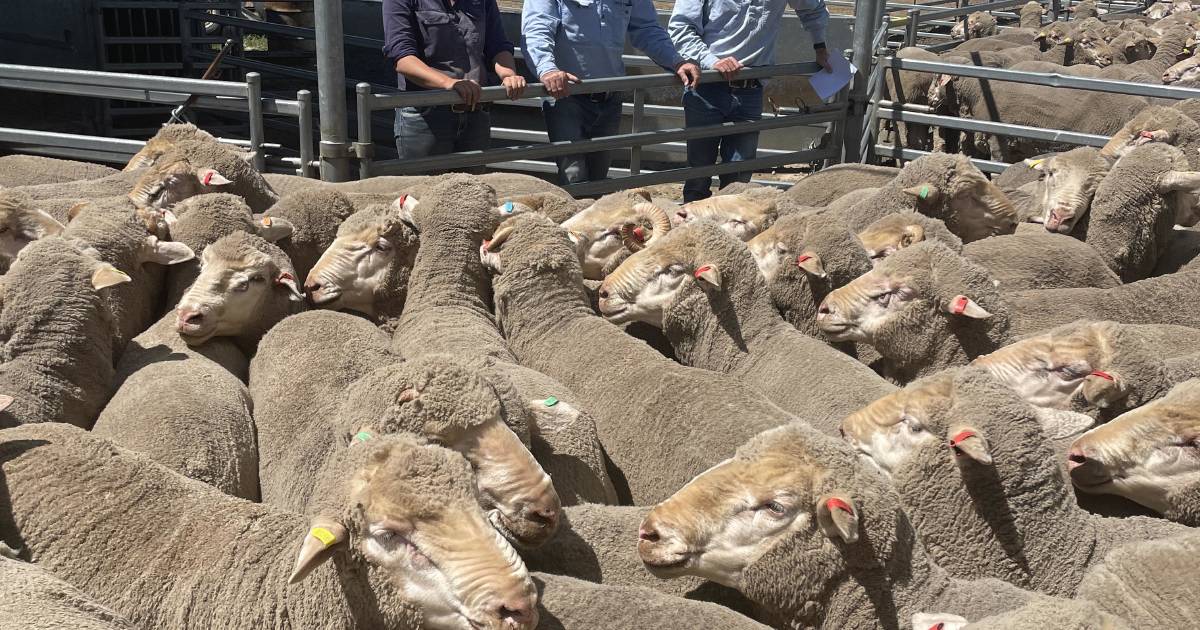 Processor accolades for Merino lamb