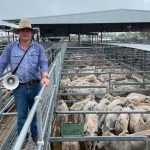 Mt Isa producers capitalise on dearer cattle market at Emerald