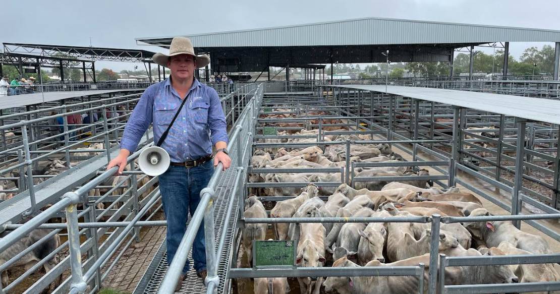 Mt Isa producers capitalise on dearer cattle market at Emerald