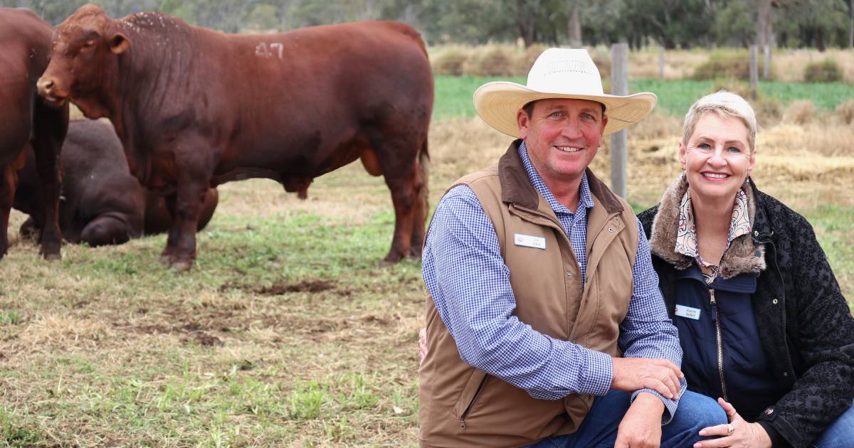 Iceberg steak fetches $280/kg on AuctionsPlus | Queensland Country Life