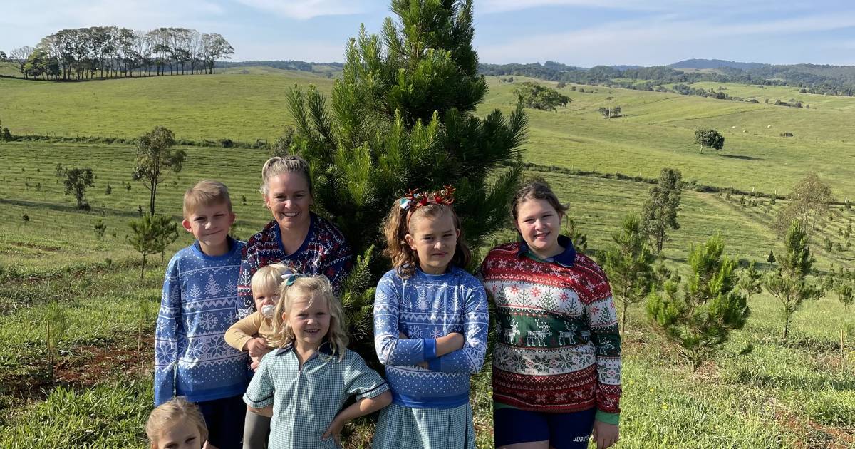 Jingle bells all year round on NQ Christmas tree farm