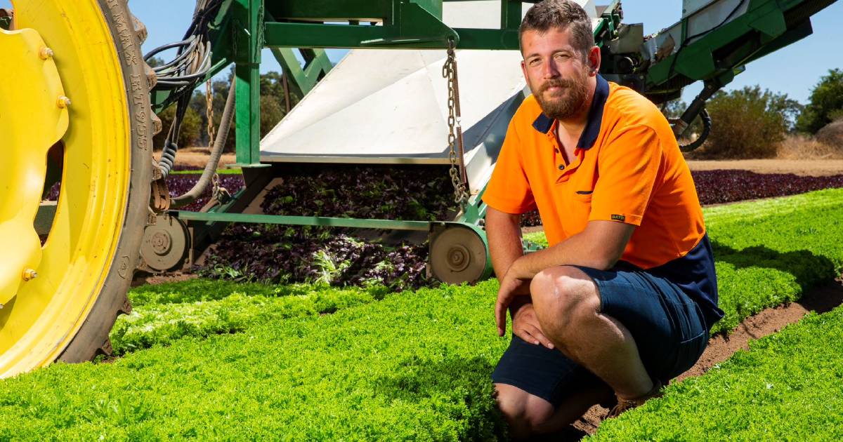 Lettuce and high speed works for Jase | Farm Weekly