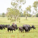 Succession toolbox tips shared at Young Beef Producers Forum | Queensland Country Life