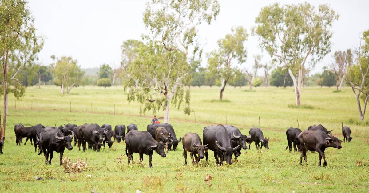 Research project looks to safe guard wild-harvest buffalo supply chain in Northern Territory | The North West Star