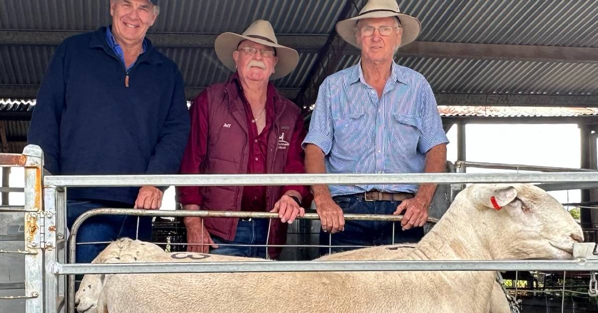 Gulgong Wiltipoll sale sees top rams head to Victoria