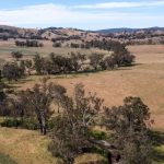 State vegetation panel report welcomed by Qld Conservation Council | Queensland Country Life