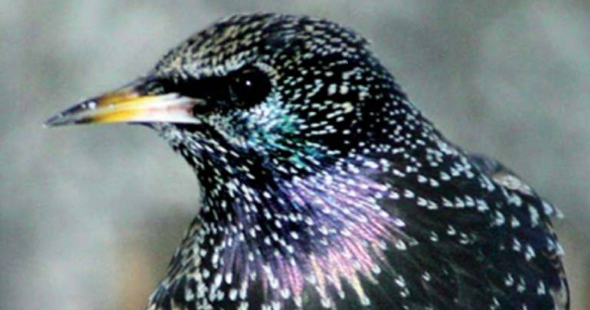 DPIRD calling for starling sightings to be reported | Farm Weekly