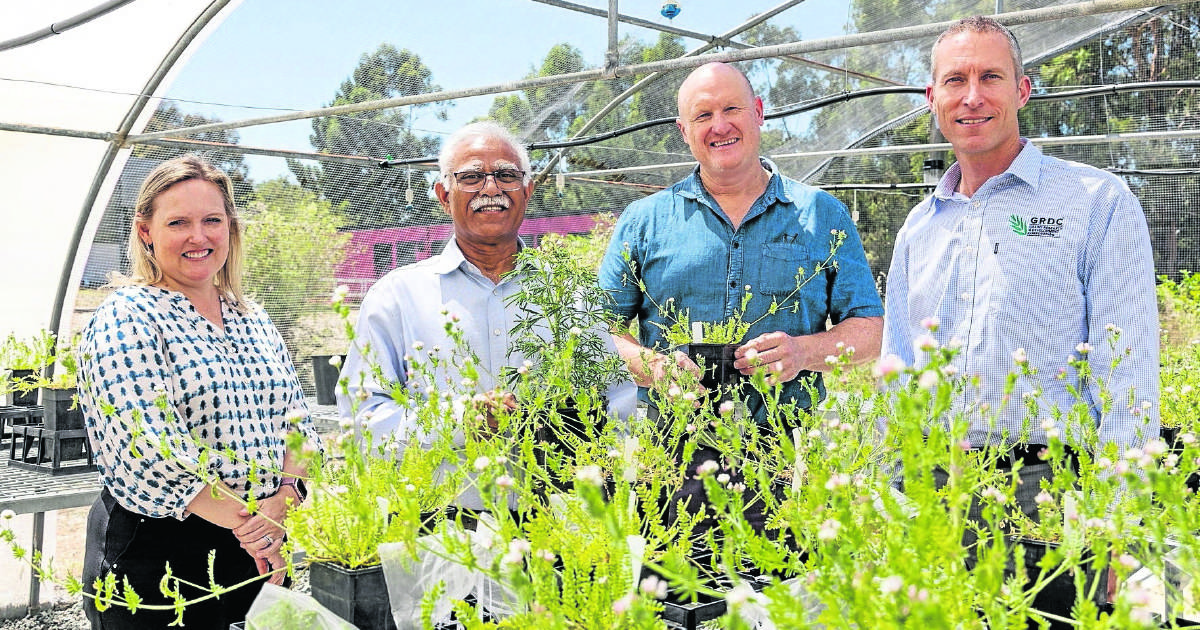 WA Agricultural Research Collaboration announces new projects | Farm Weekly