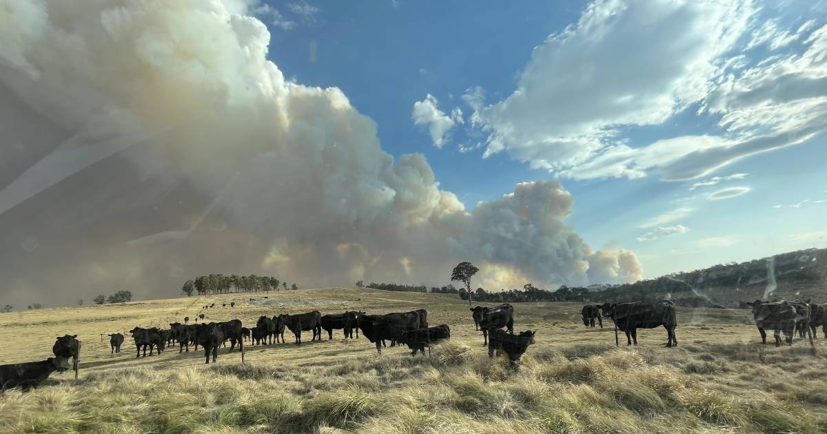 Graziers dazed by yet another natural disaster as fire-ground affected farmers come to terms with a dire lack of feed | The Land