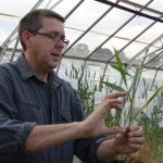 Tamworth farmer targets invasive weeds with natural enemies