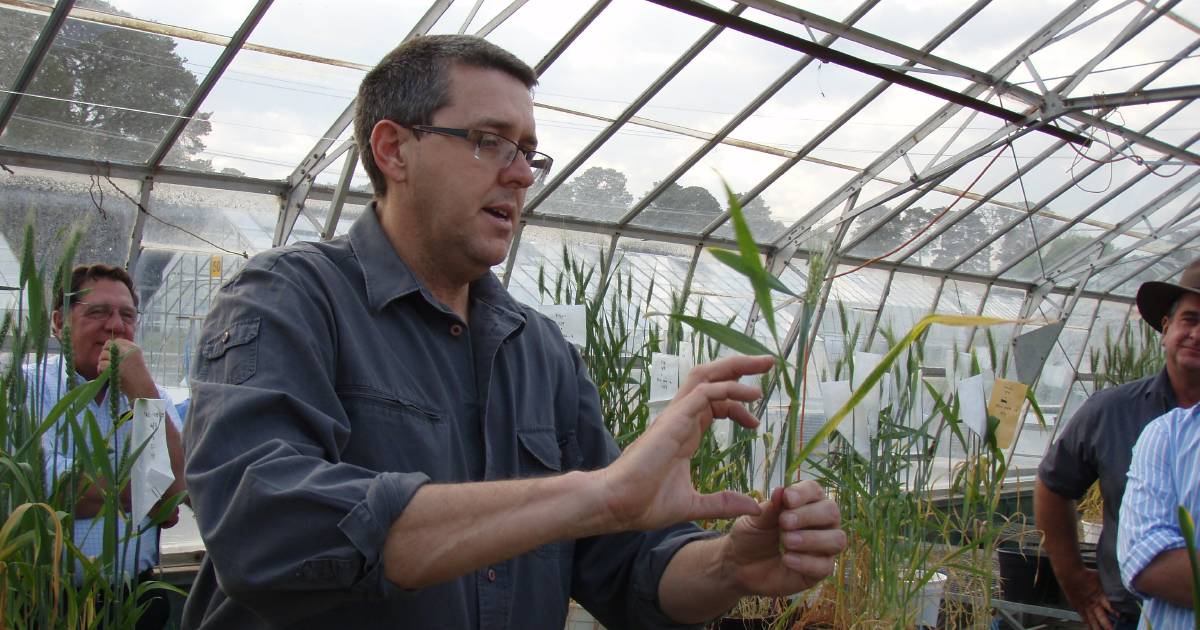 Wheat varieties suitable for deeper sowing