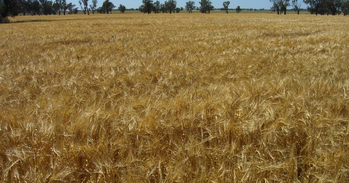 First Aussie barley arrives in China