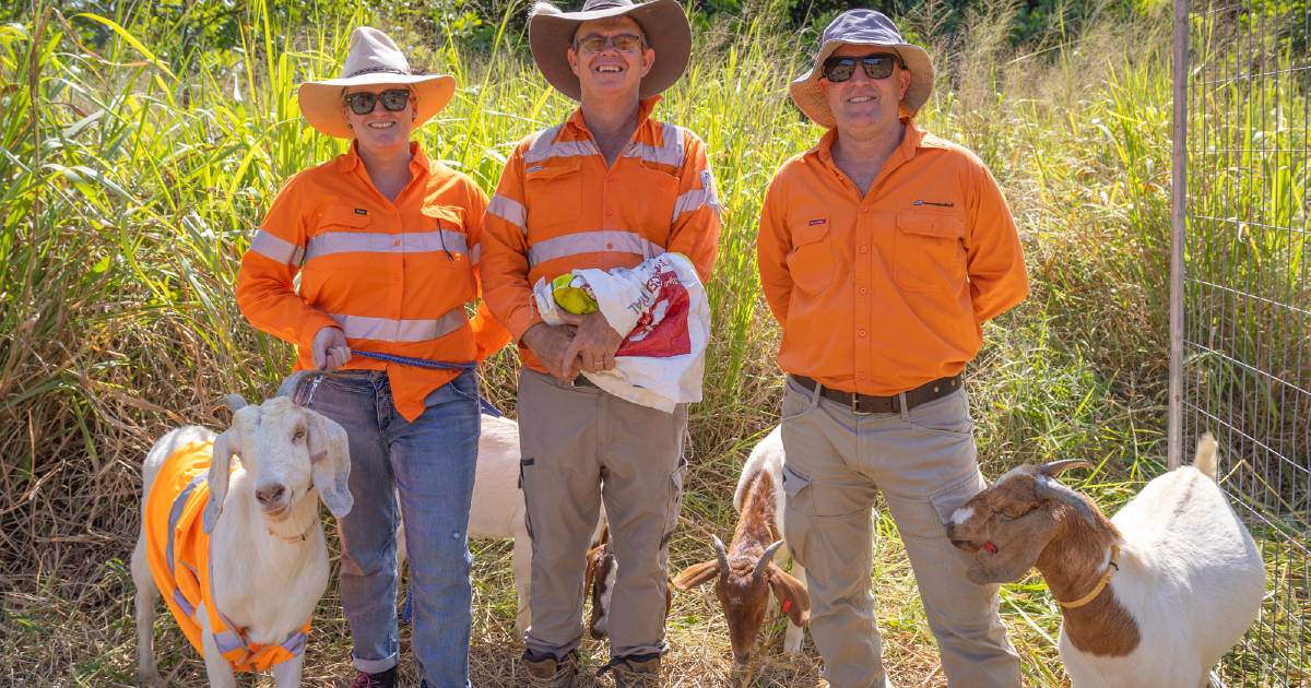 You've goat to be kidding me: Qld Rail's newest recruits