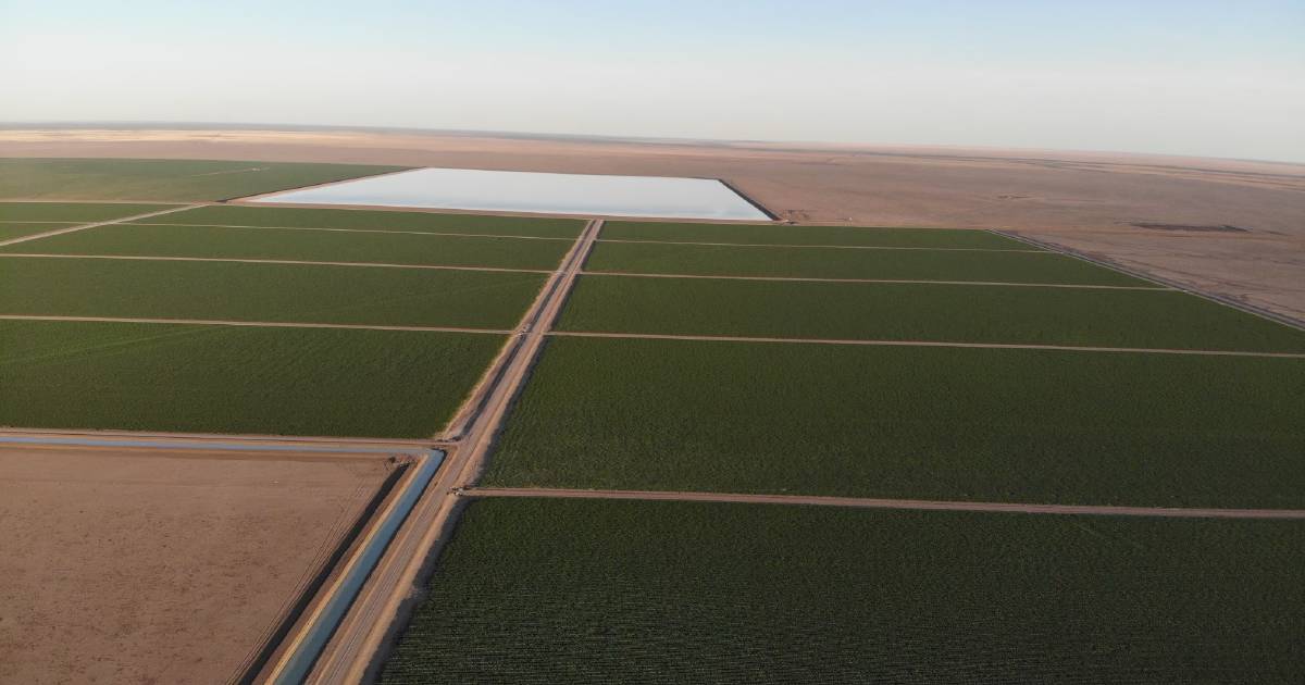 Rainfed cotton has potential in Queensland's north