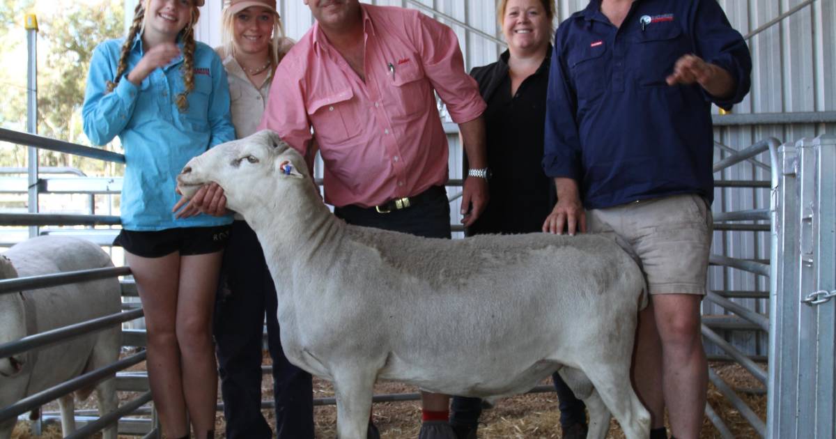 Blackwood SheepMaster sale tops $5600 | Farm Weekly