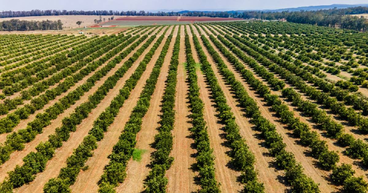 Cherry Creek orchards expecting $40m in sale, leaseback deal