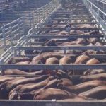 Steers lift $300 a head at Yass store sale