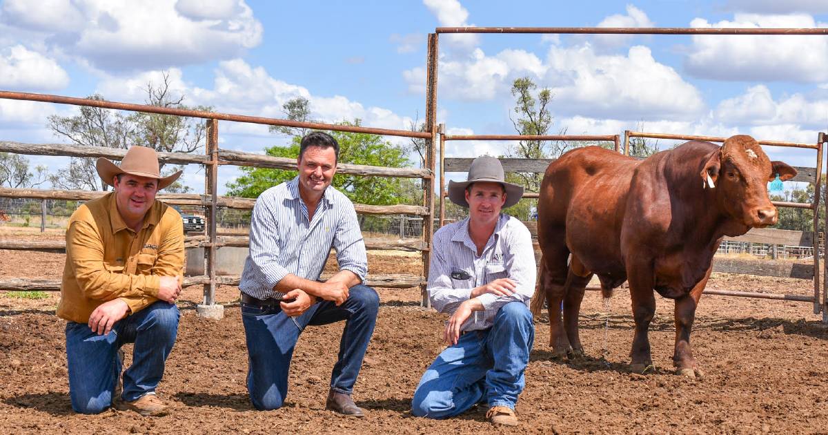 Strong local support at Bendemeer Tropical Composite on-property bull sale