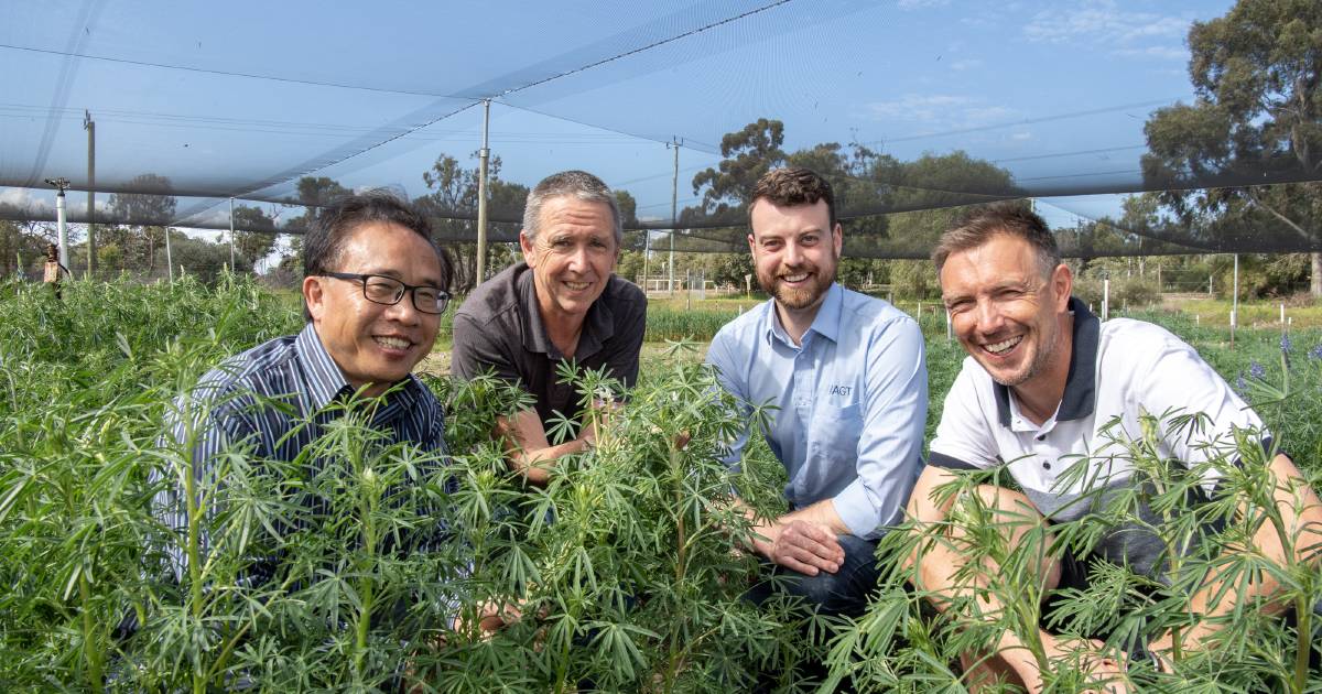 Boosting disease resistance in lupins