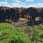 October beef exports reach four-year high, headlined by US trade