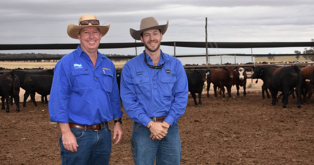 Photos from the 2024 NSW Beef Spectacular Feedback Trial