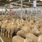 See who was at the Gold City Brahman sale for 2023 | Queensland Country Life