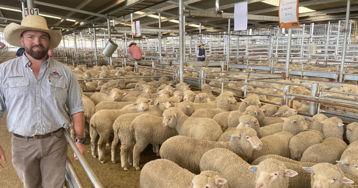 Store cross bred lambs sold to $85 | The Land