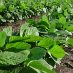 Future farmer features in winning AgDay photo competition