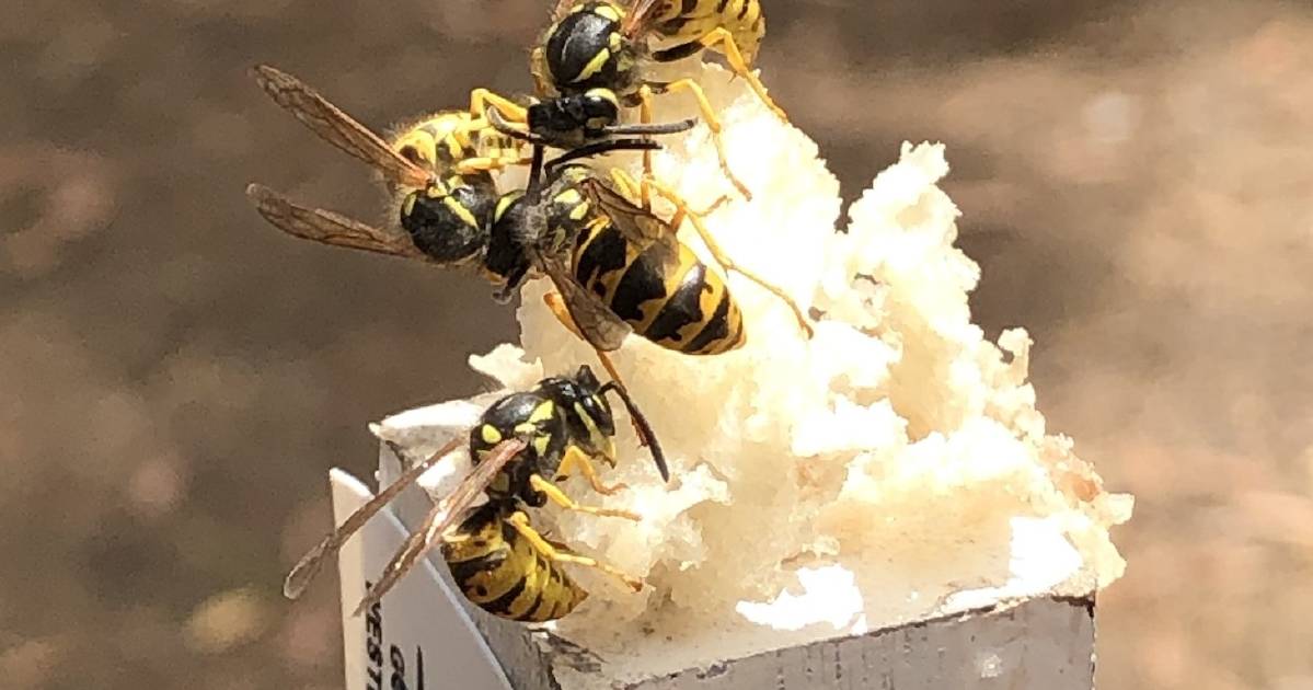 European wasps traps set across WA | Farm Weekly