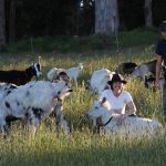 Australians achieve world-first export of live sheep to PNG