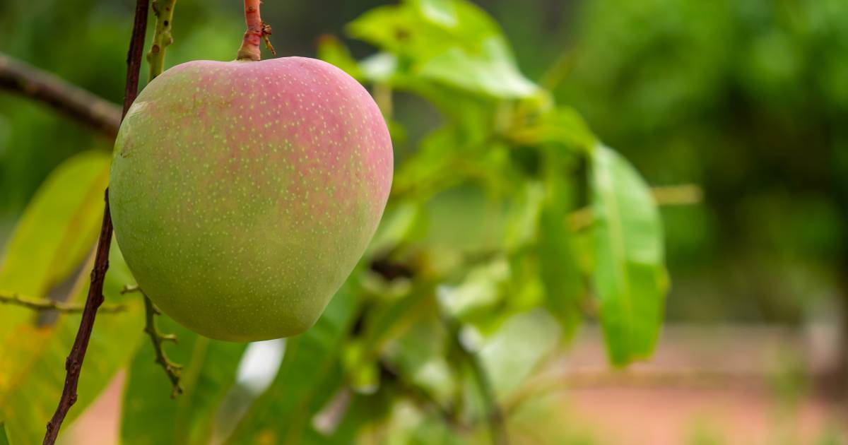 Mango growers to get ‘better price’ for well-timed harvest | North Queensland Register