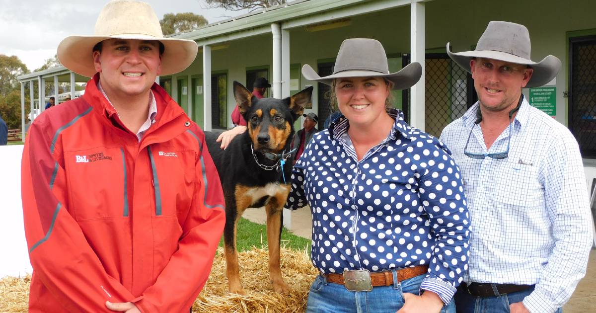 Top working dog sells to SA at Carcoar sale