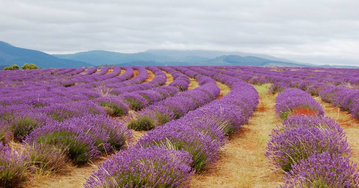 Lavender industry set to make its mauve | The Land